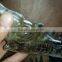 Nature smoky citrinelovely dragon skull head for sale