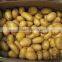 new crop fresh potato