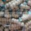 5p/3p garlic package/ garlic in bulk package