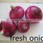 fresh red onion from China