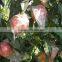 Gansu Fresh Fruit gala apple for sale