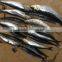 Cheap pacific sardine(Sardinops sagax) for bait