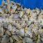 Frozen boiled baby clam meat for seafood mixed bulk packing