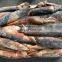 china giant squid frozen peru giant squid dosidicus gigas 300-500 500-1000