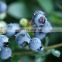 Blue berry fruit freeze dried anthocyanin 25% organic blueberry juice powder