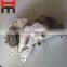 Hot sales Hino J08E oil pump 15110-2150 for SK330-8 SK350-8