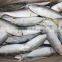 frozen indian mackerel importers