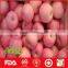 China fresh fuji apple wholesale distributors