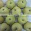 fresh pear for sales