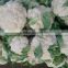 Hybrid cauliflower seeds for growing-Snow Mountain 80