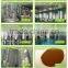 GMP Factory supply Best Quality Green Tea Extract