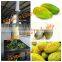 Vertical Melon Wax Gourd Pumpkin Peeling Machine