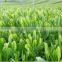 Japanese Green Tea powder produced in Fukuoka Japan for wholesale
