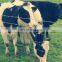 6ft 8ft height fence goat farming grassland cheap field fence