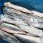 Hot sale WR IQF frozen Todarodes squid whole