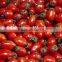 vegetable and fruit sorting machine
