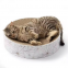 Meow Love Four Seasons Universal Entertainment Sports Comfortable Cat Round Cat Scratchboard