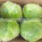 2014 fresh cabbage hot sale