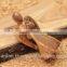Olive Wood Carved Angel