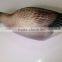 XPE Foamgoose Decoys