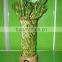 fengshui wheel lucky bamboo air bonsai tree dracaena sanderiana indoor ornamental aquatic water plants nursery garden decoration