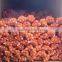 China Onion at Good Price of per Ton