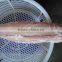 Frozen fish fillet