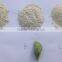 1kg Pack Green Powdered Wasabi Supplier