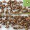 Vietnam high quality black Cardamom