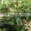 Mango tree seedling