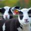 TPU UHF RFID Animal Ear Tag For Cattle Sheep Rabbit Tracking