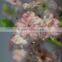 Dry Flower Artificial Cherry Blossom Fabric Flower