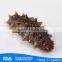HL011 Hot sale Nutritious sea cucumber in the philippines