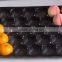 China Global Wholesale 39*59cm Polypropylene Blue Color Soft Tomato Packing Perforated Plastic Trays in Transportation