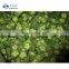 Sinocharm New Season Organic Delicious IQF Sliced Okra Frozen Okra