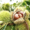 Chestnut Snack Organic Healthy Snack for all ages