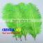 Real Natural Ostrich Feathers for Canival, Festival Decorative Feathers Wholesale