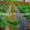 PE Agricultural black plastic perforated mulch film with holes for strawberry