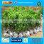 Quality Guaranteed PP Nonwoven Garden Fabric