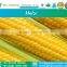 Field Yellow Maize Seeds