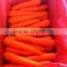 delicious and red chinese carrot