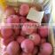 Common Cultivation Type and Pome Fruit Product Type fresh apple fruit for sale