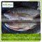 Frozen Tilapia Fillet Fish In Bulk