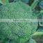 Hybrid vegetable broccoli seeds for growing-Verdure 521