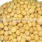 Low price Soybean with high Nutritional value from China