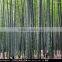 Nature Dried Bamboo Pole diameter 2-10cm Height 6m for sale