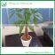 Natural Live Mini Money Tree