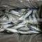 Fish Exporters Horse Mackerel Frozen Trachurus Trachurus