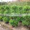 Ficus panda 3 steps nursery for landscaping