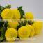 Tropical Chrysanthemum Pompon Mum Yellow Flower For The Elders